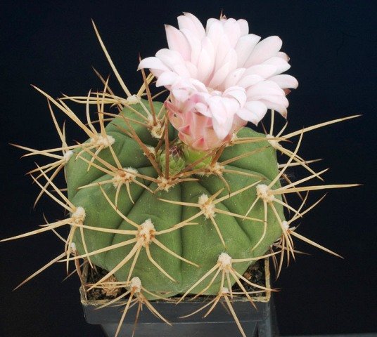Gymnocalycium_eurypleurum_2